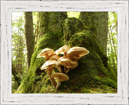 Mossy Mushroom Tree Trunk in the Forest
