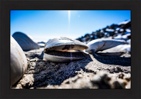Beach Clam After the Storm Too
