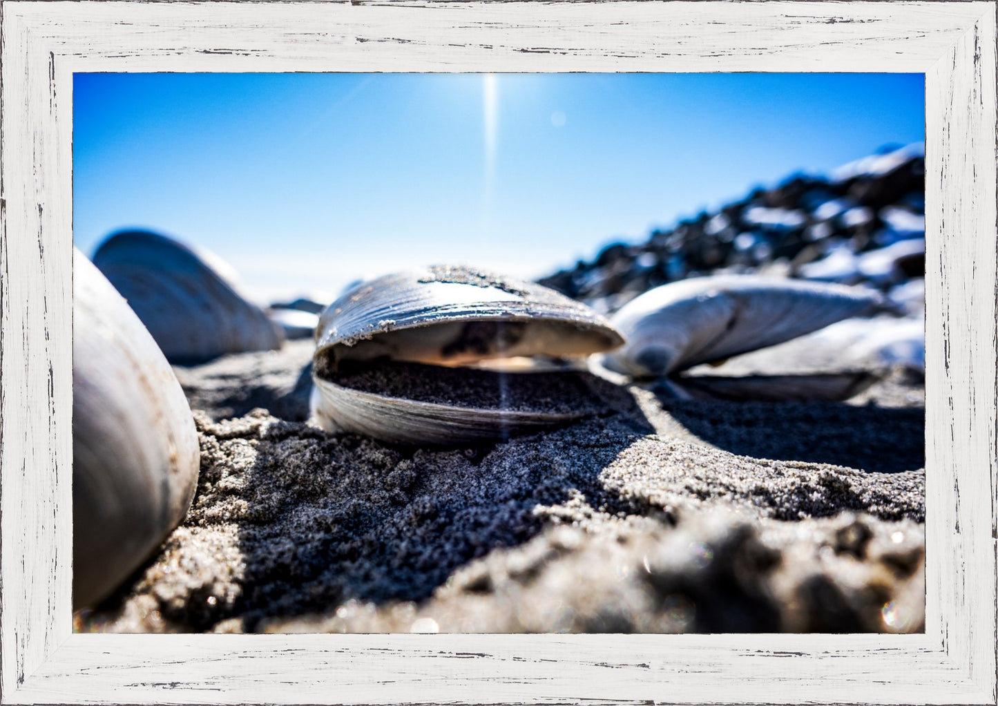 Beach Clam After the Storm Too