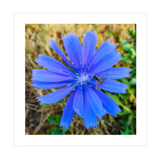 Chicory & Hoverfly Tile