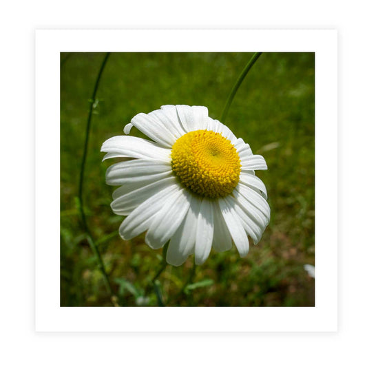 Daisy Tile