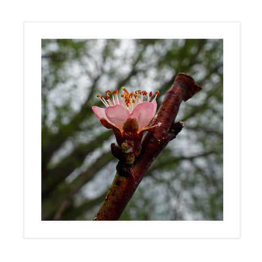 Peach Blossom Tile Too