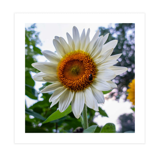 Sunflower & Bee Tile