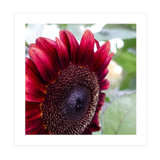 Sunflower Red Tile