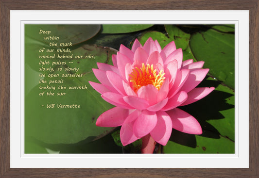 Pink Water Lily Poetry Wall Art