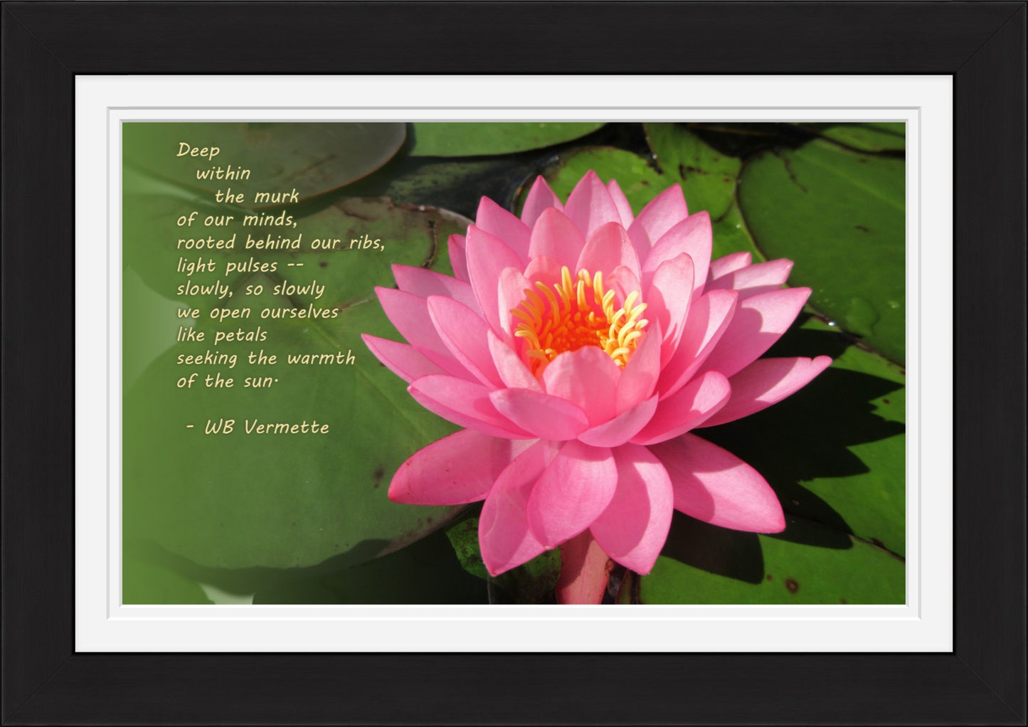 Pink Water Lily Poetry Wall Art