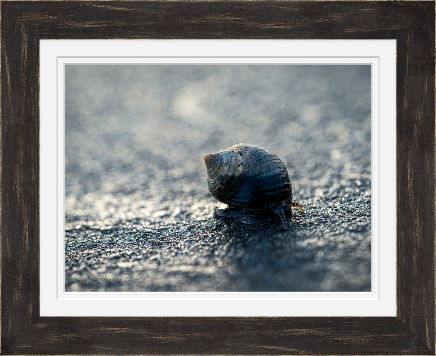 Periwinkle at Sunset — Hampton Beach NH Coastal Fine Art Photography Print
