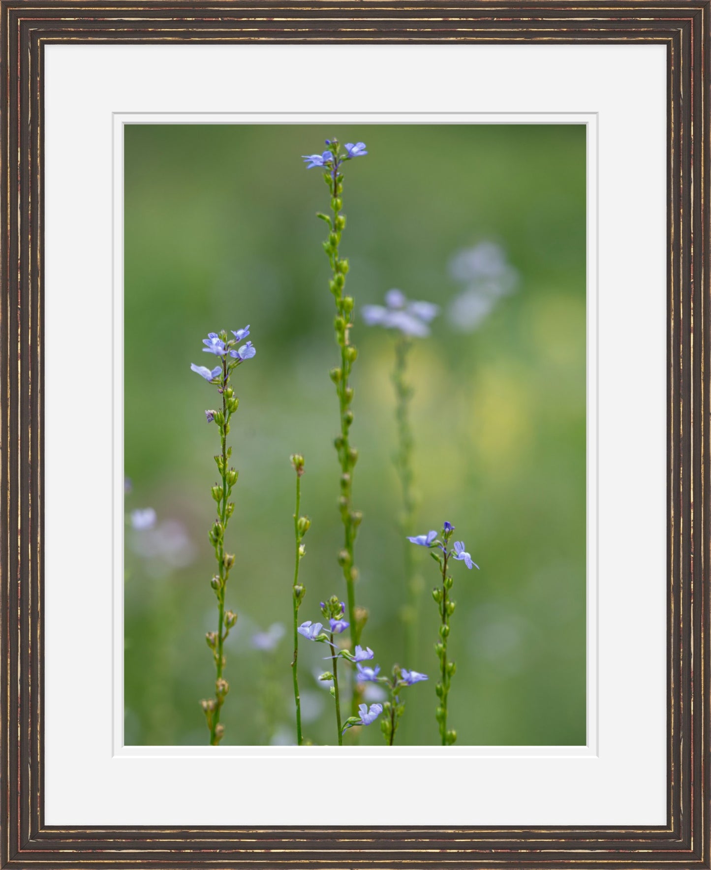 Summer Toadflax Meadow Wildflower Wall Art | Fine Art Botanical Photography
