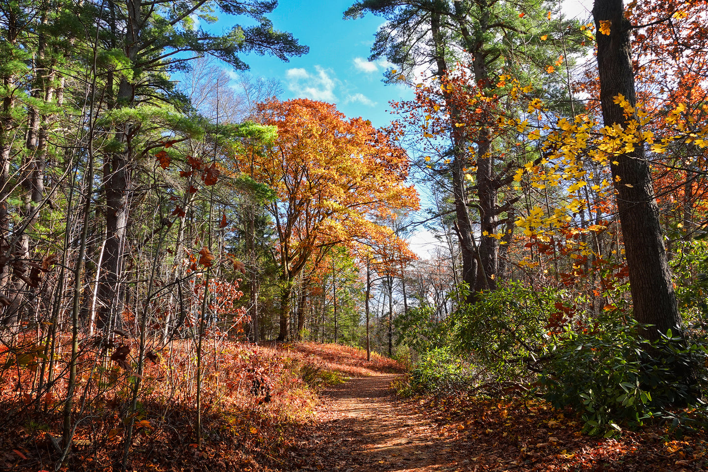 Path to the Great Tree Autumn Tile
