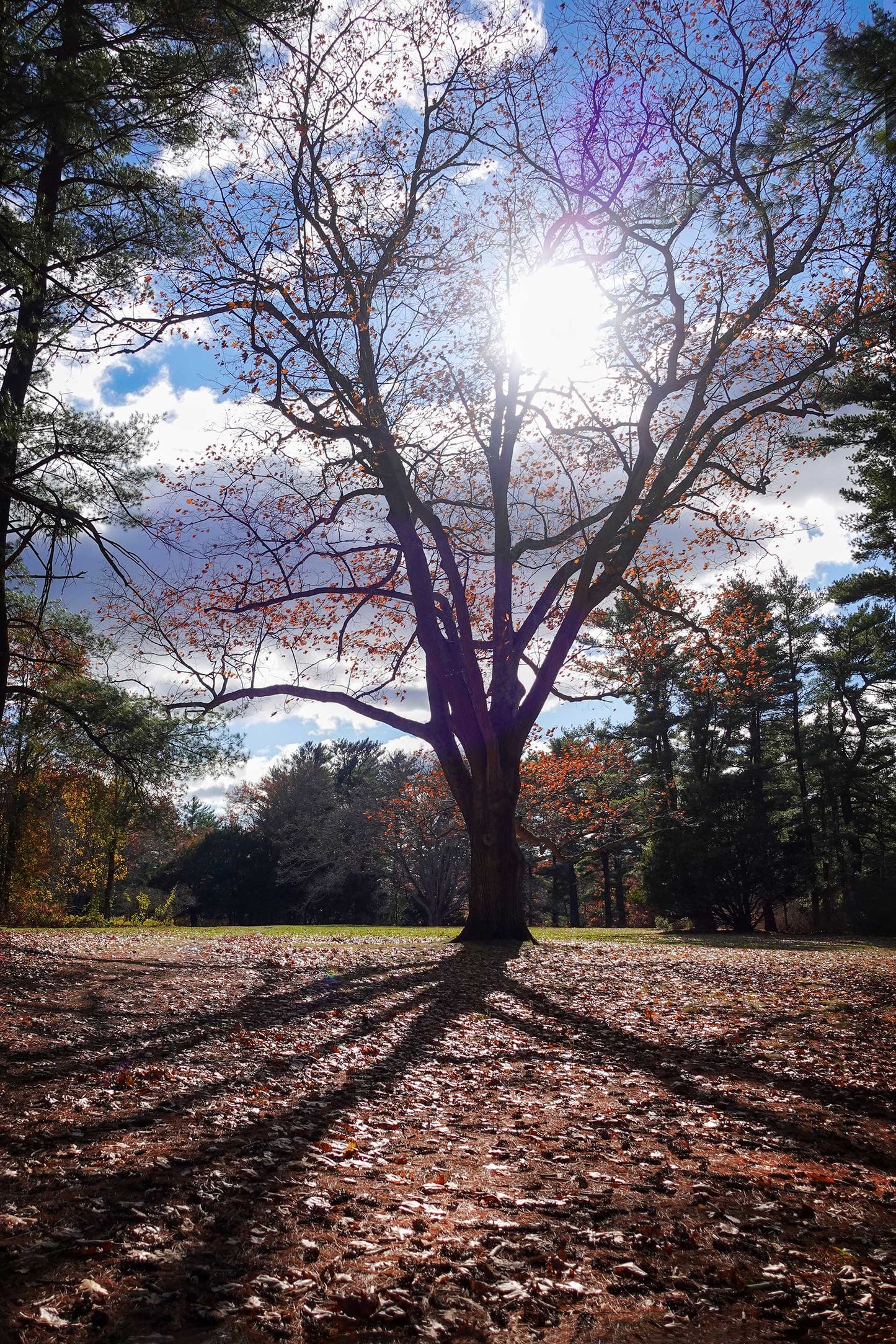 Sun Through the Branches Framed Art