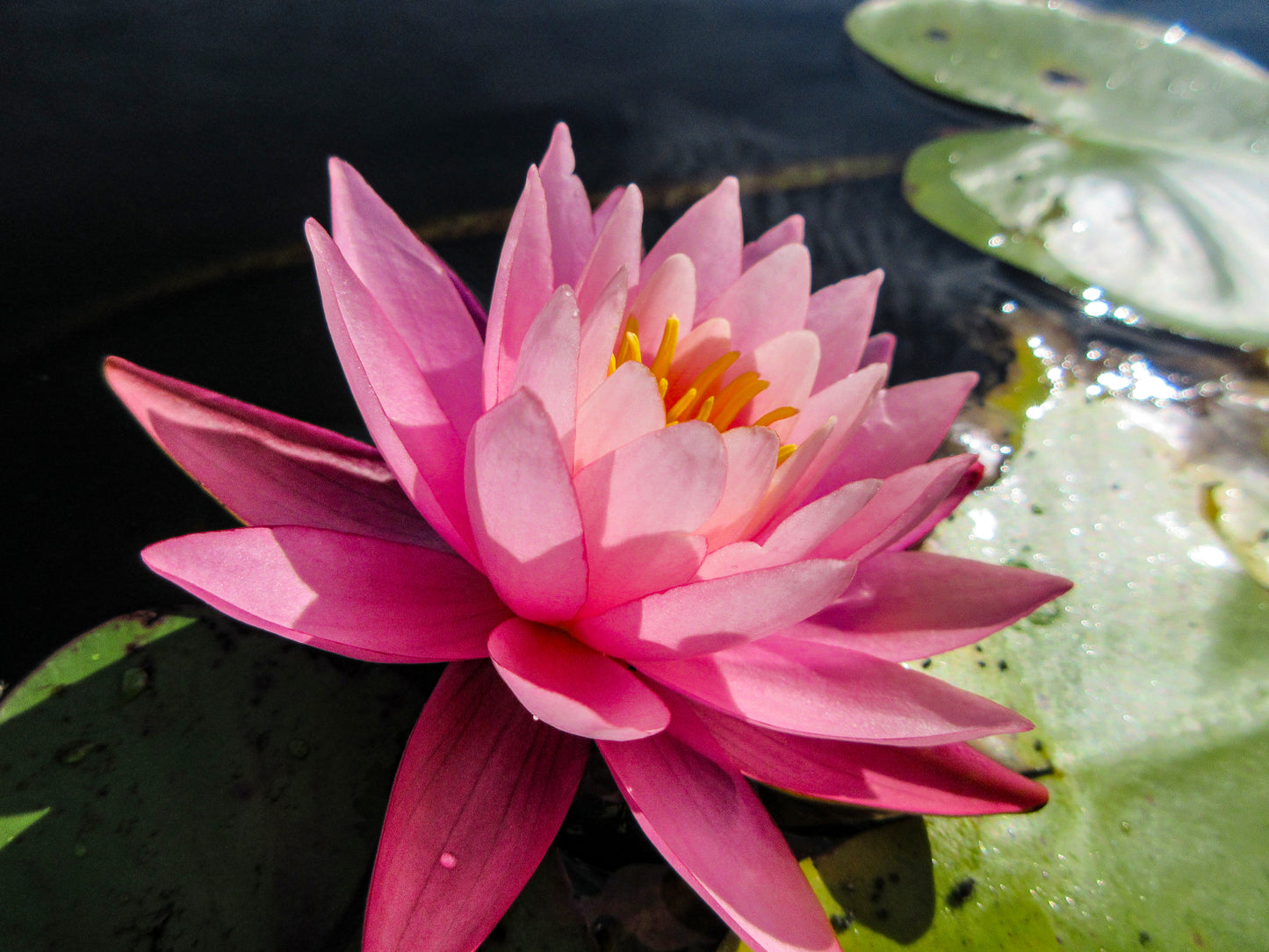 Pink Water Lily at Bellamy Reservoir – Framed Fine Art Photograph