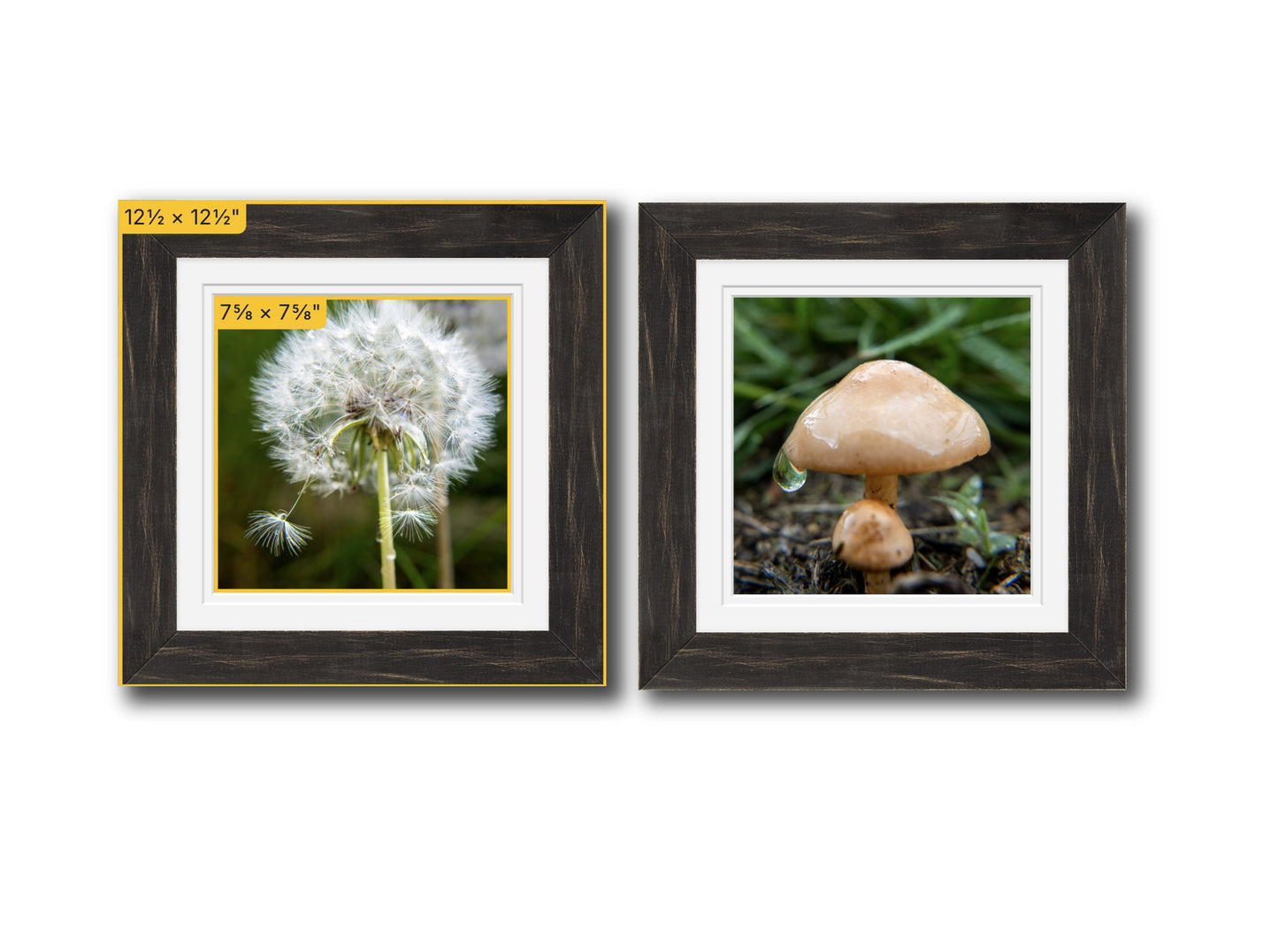 Dandelion & Mushroom in the Rain — Framed Square Nature Photo Set
