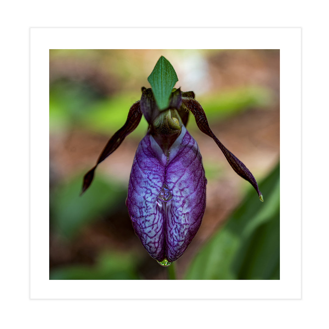 Purple orchid with green leaves on a blurred natural background