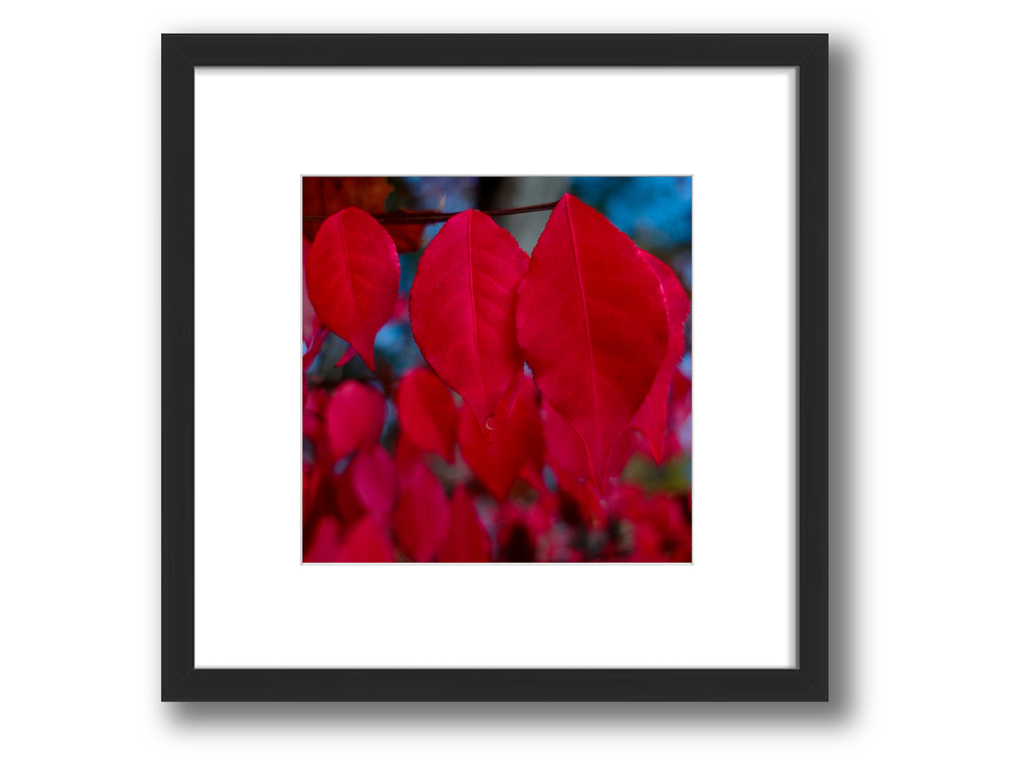 Burning Bush Autumn Red Leaves | Framed Nature Photography