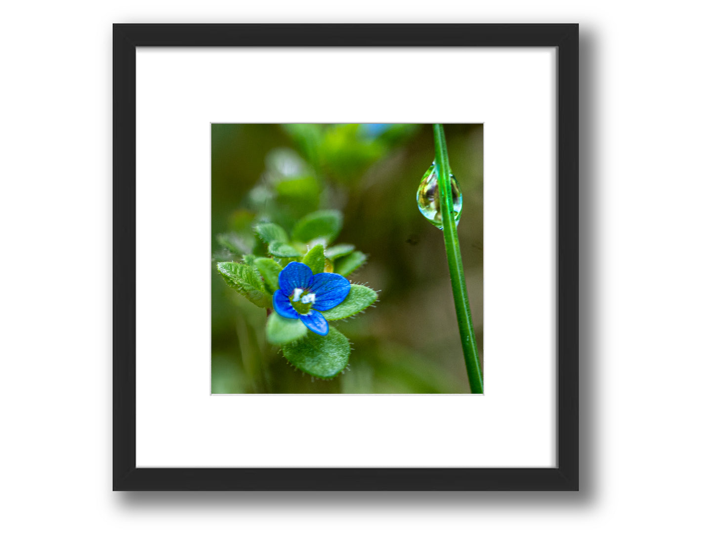 Corn Speedwell Wildflower Macro | Framed Nature Photography
