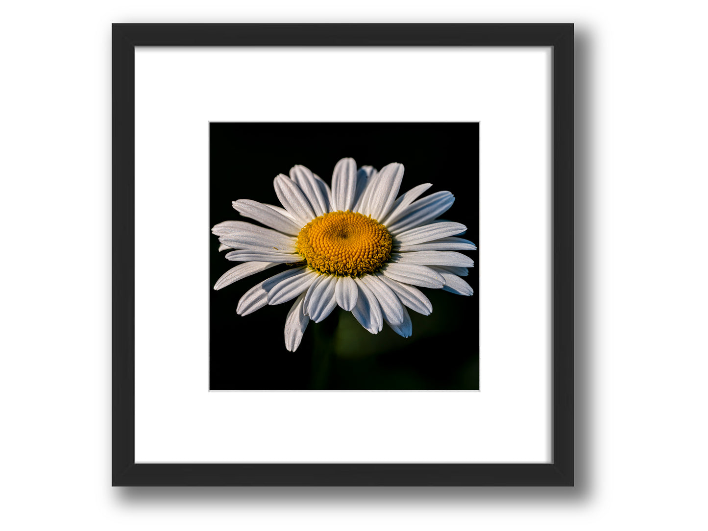 Daisy Bloom in Shadow | Framed Nature Photography