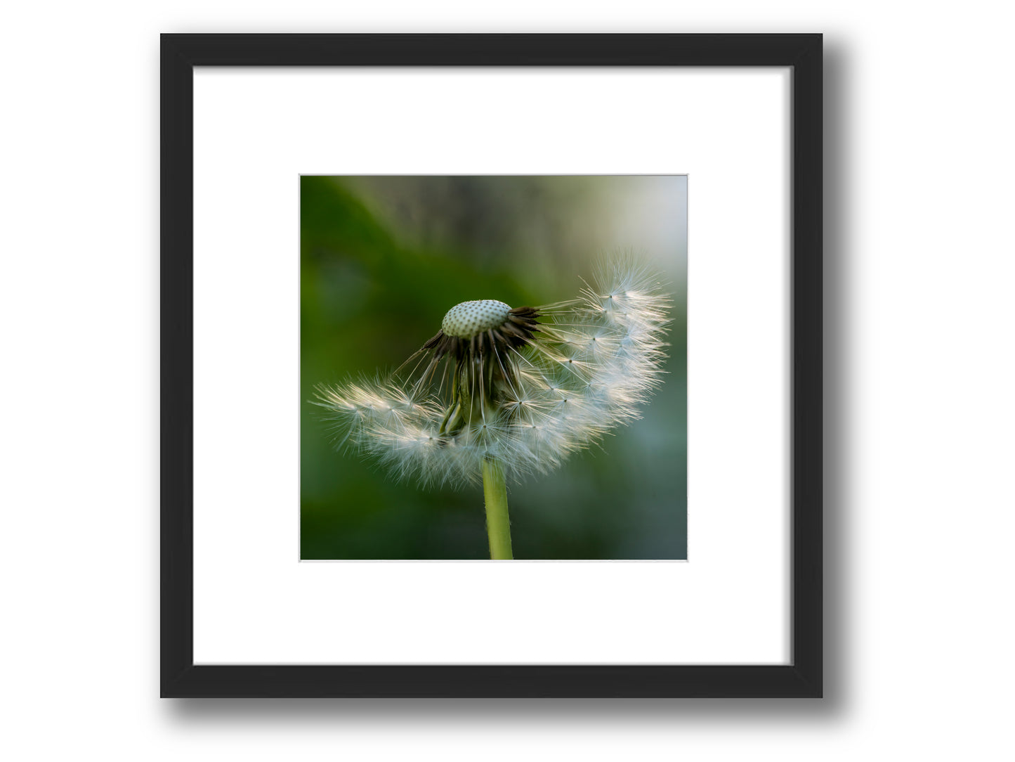 Wish on a Dandelion | Framed Nature Photography