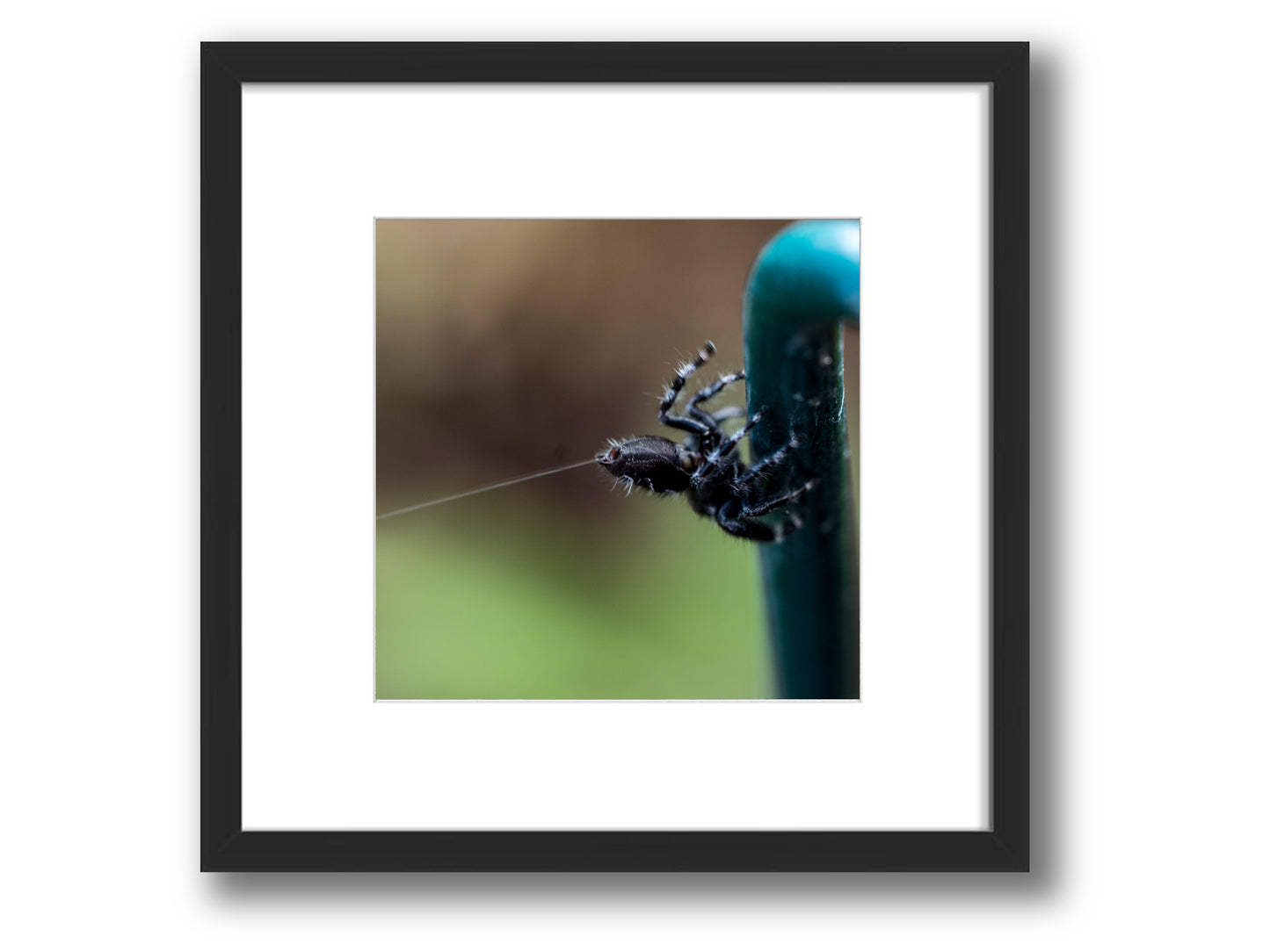 Jumping Spider Spinning Silk | Framed Nature Photography