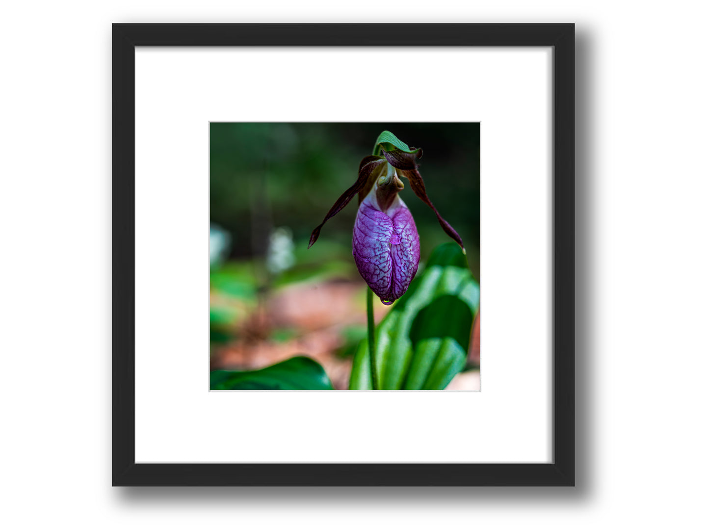 Pink Lady's Slipper After the Rain | Framed Nature Photography