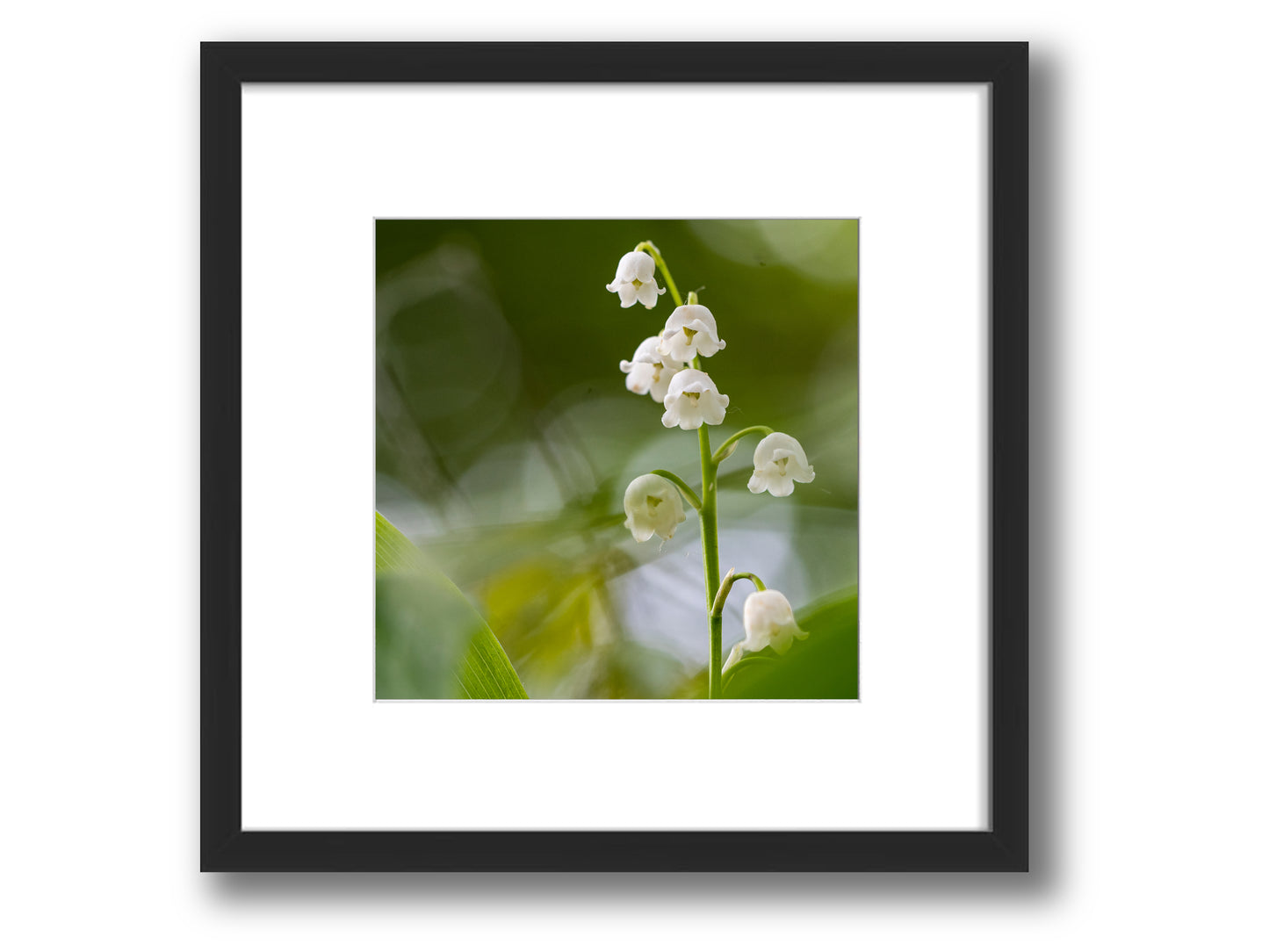 Lily of the Valley in Spring Light | Framed Nature Photography