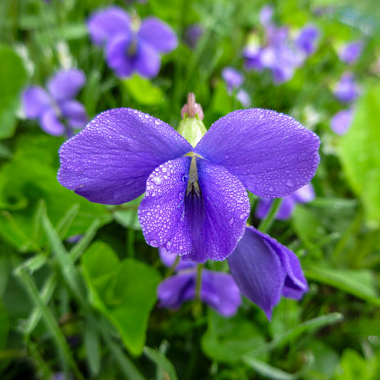 Close-up of a purple flower with water droplets on its petals, surrounded by green leaves.