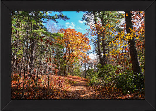 Autumn in New England No. 1 The Sunlit Forest Trail