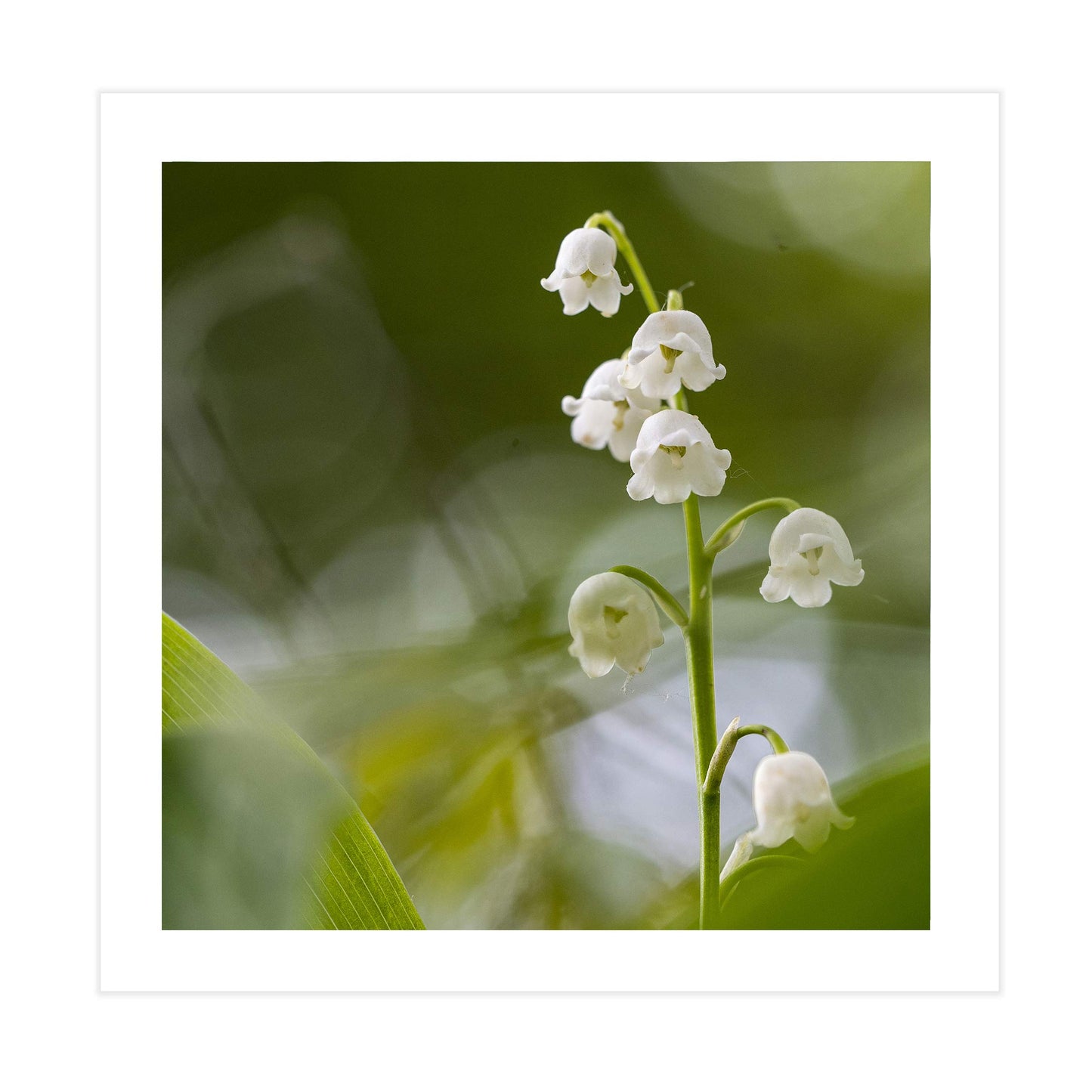Lily of the Valley Square Mounted Photographic Print