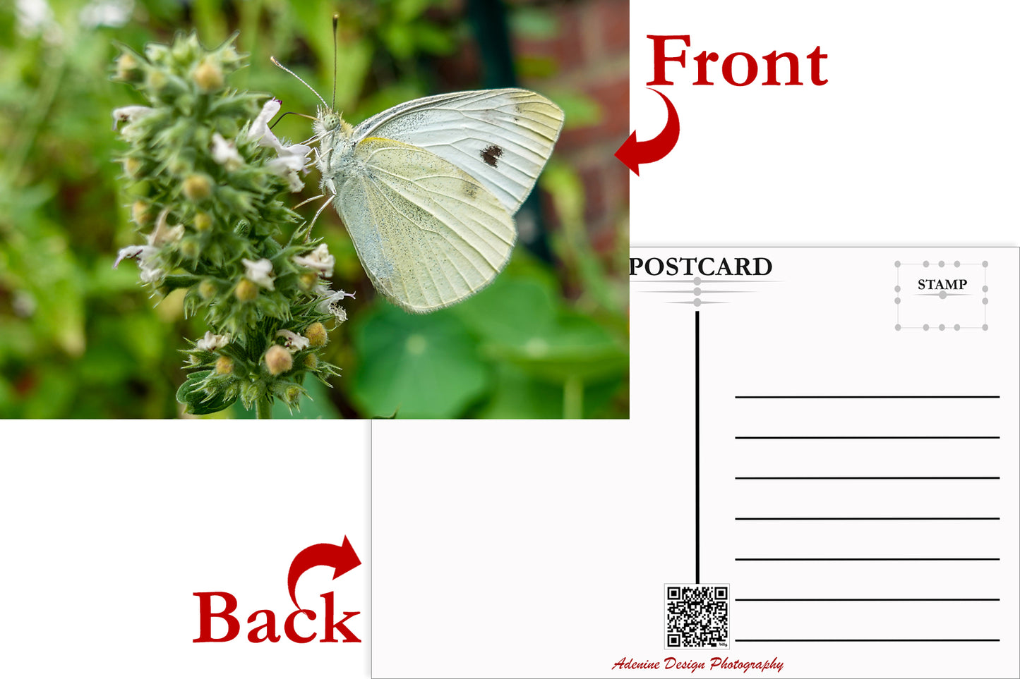 Cabbage White Butterfly