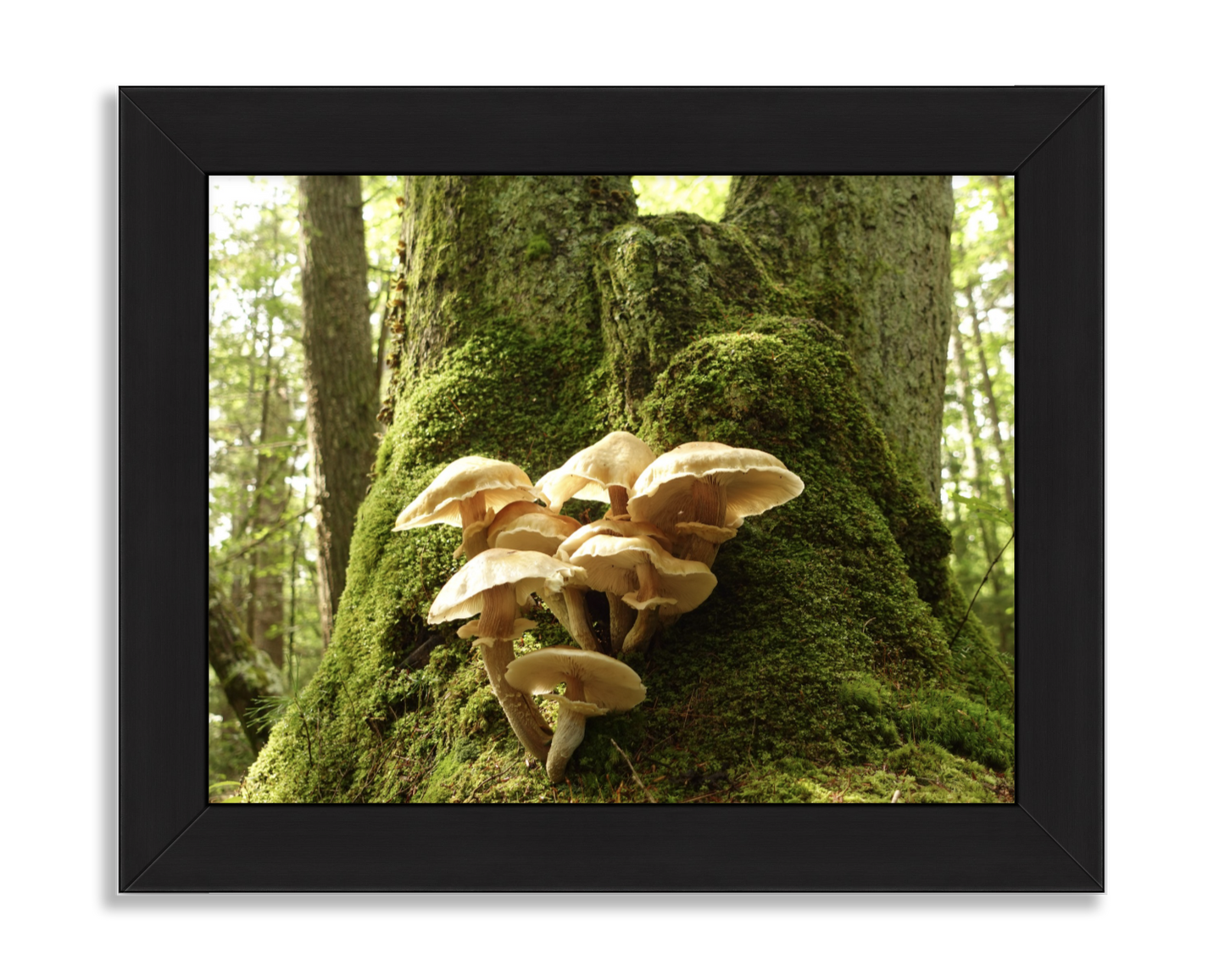 Mossy Mushroom Tree Trunk in the Forest
