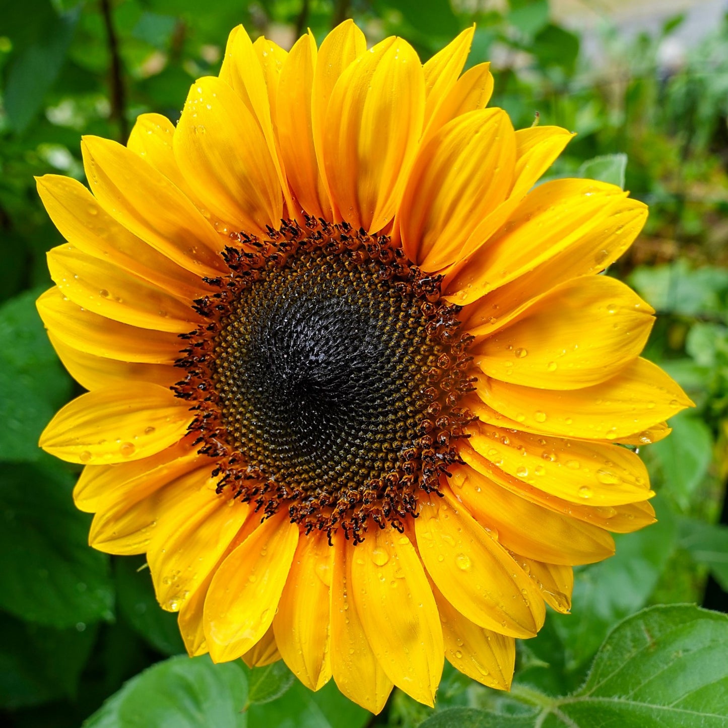 Sunflower