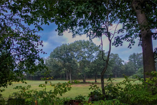 Glimpse Through The Trees