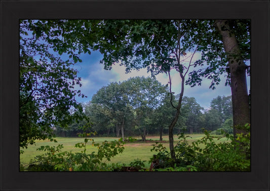 Glimpse Through The Trees