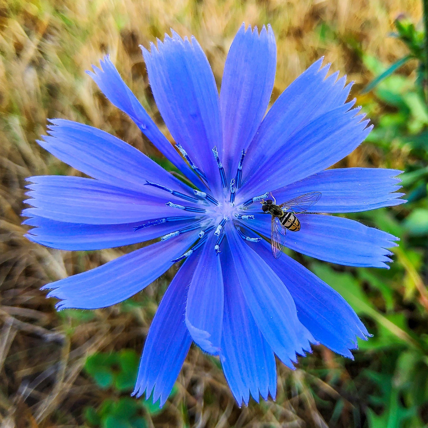 Chicory & Hoverfly