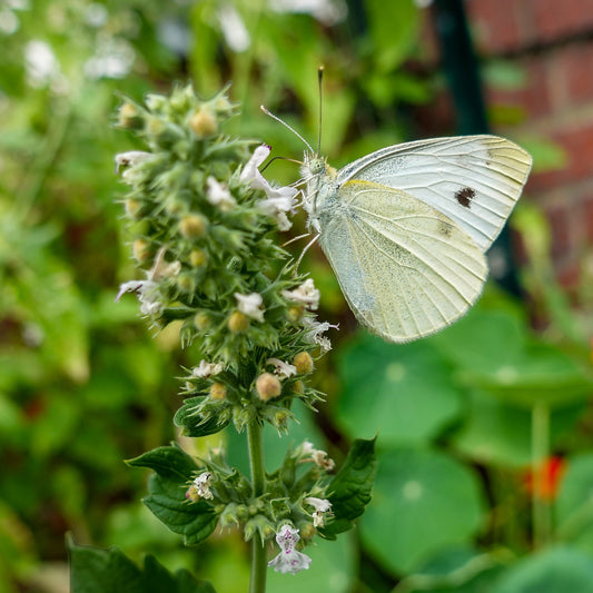 Cabbage White Butterfly