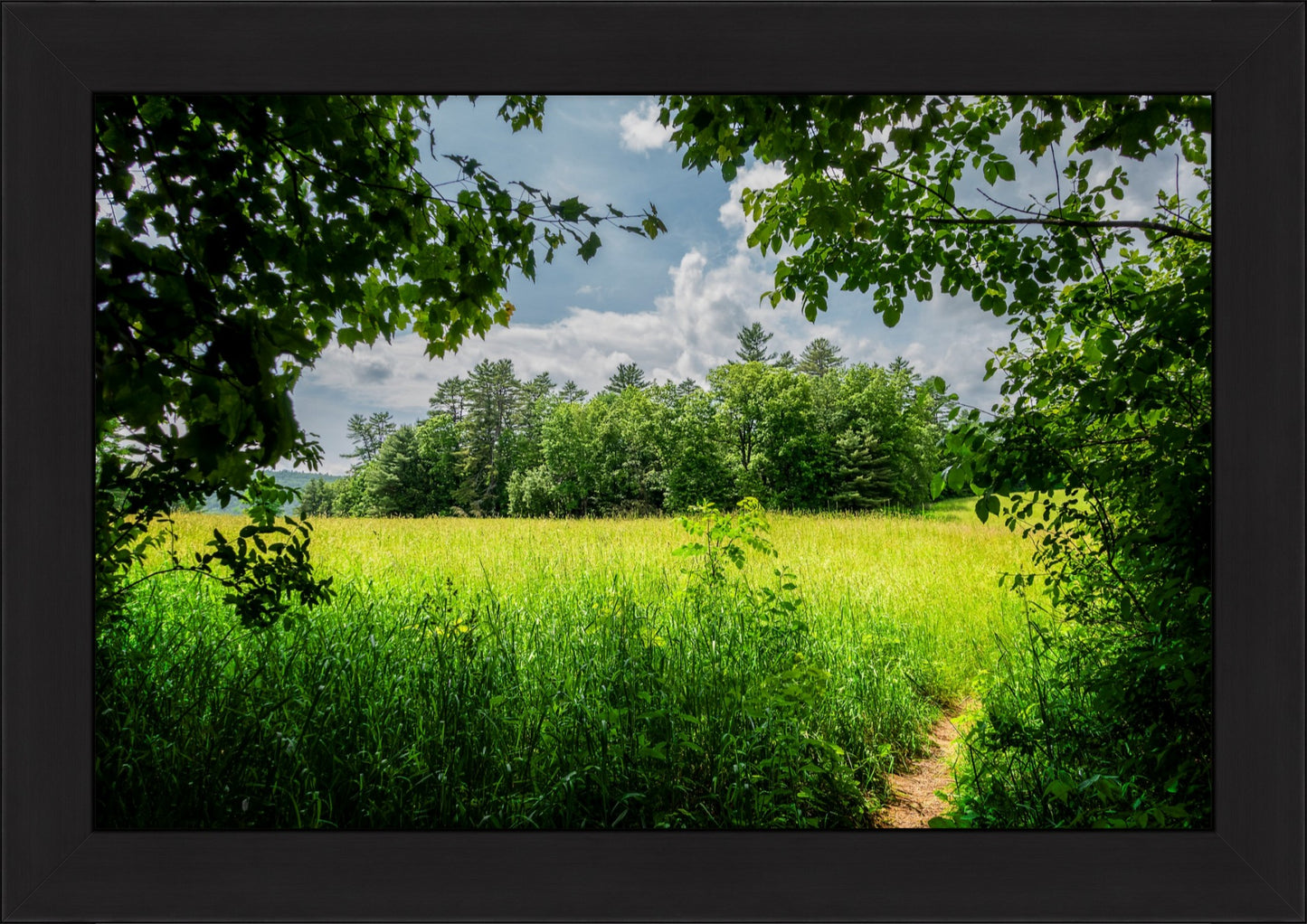 The Field Through The Trees