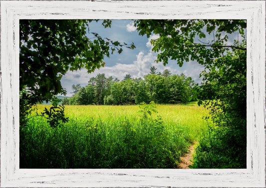 The Field Through The Trees