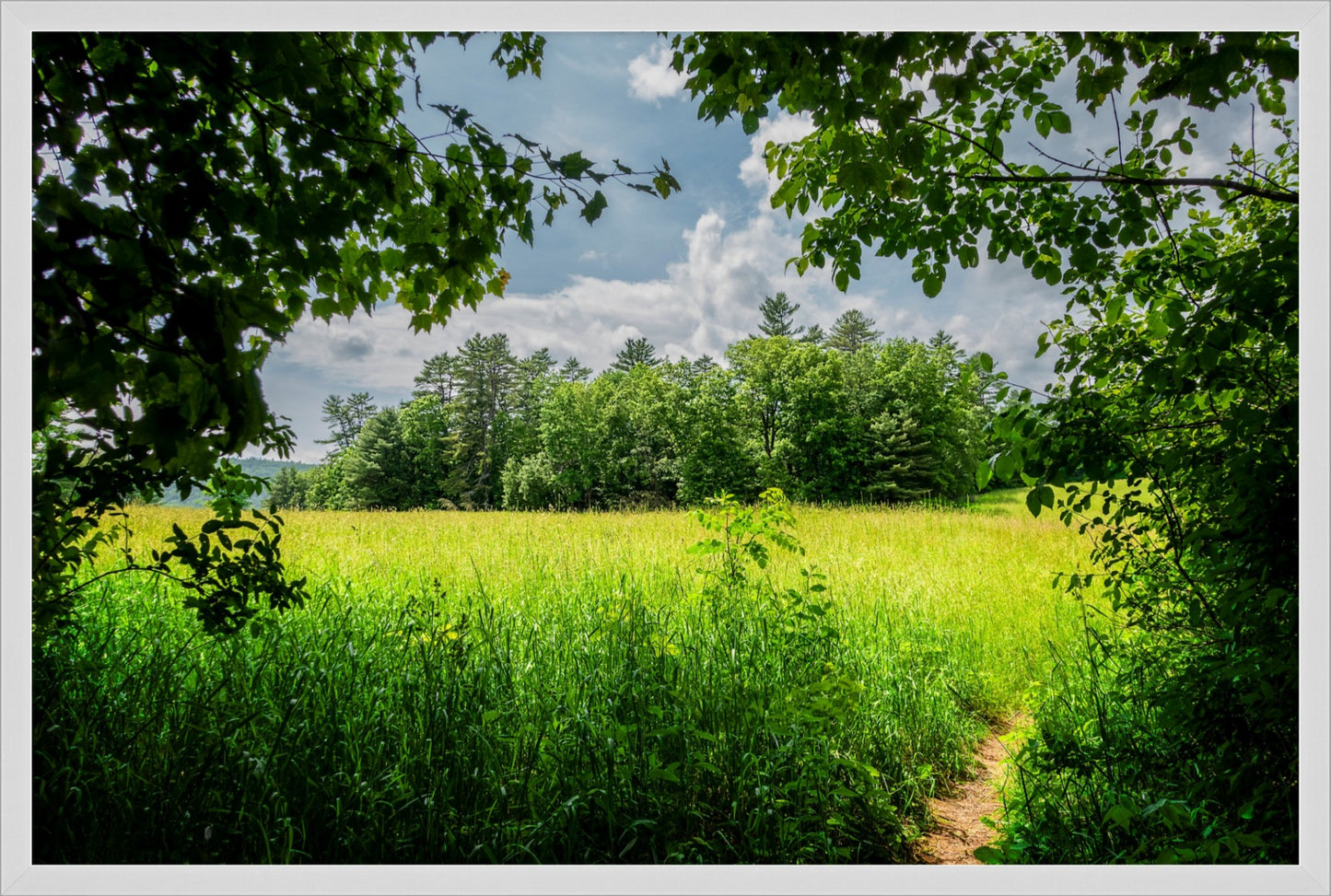 The Field Through The Trees