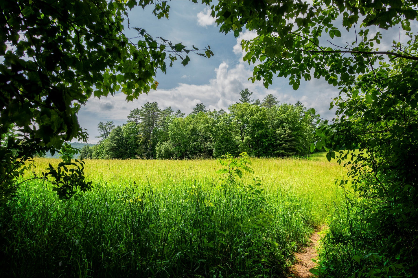 The Field Through The Trees