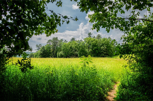 The Field Through The Trees