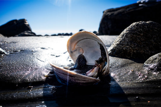 Beach Clam After the Storm