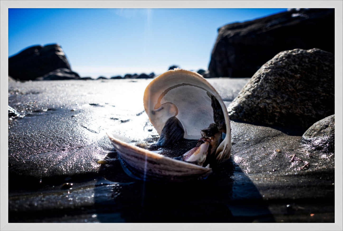 Beach Clam After the Storm