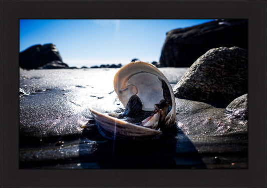 Beach Clam After the Storm