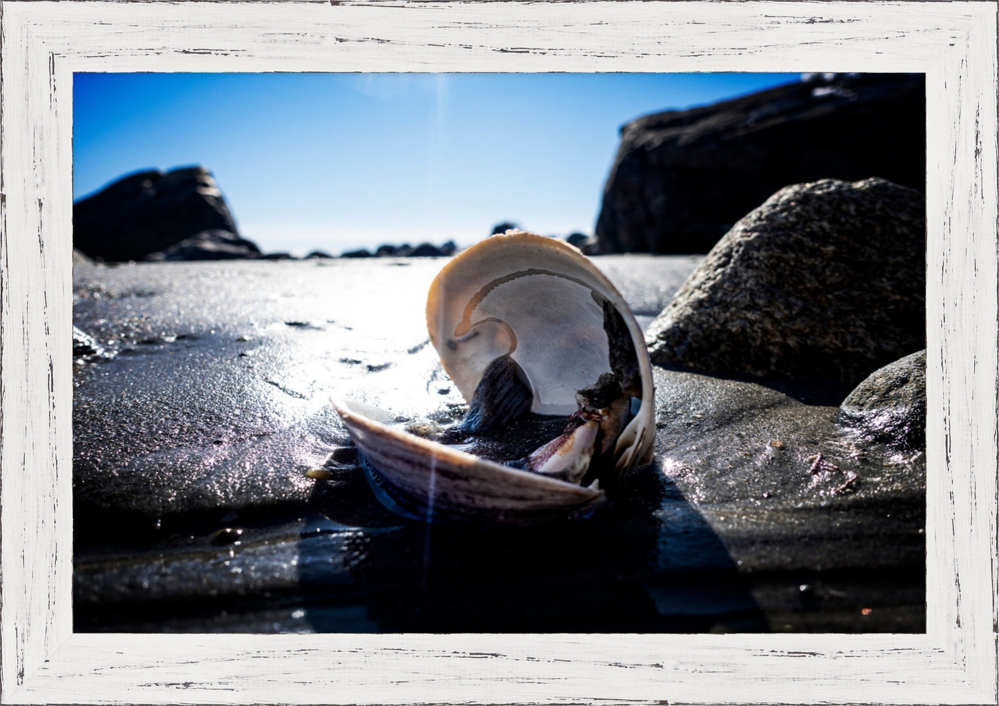Beach Clam After the Storm