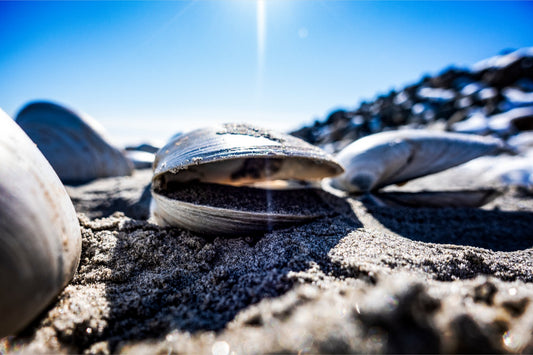 Beach Clam After the Storm Too