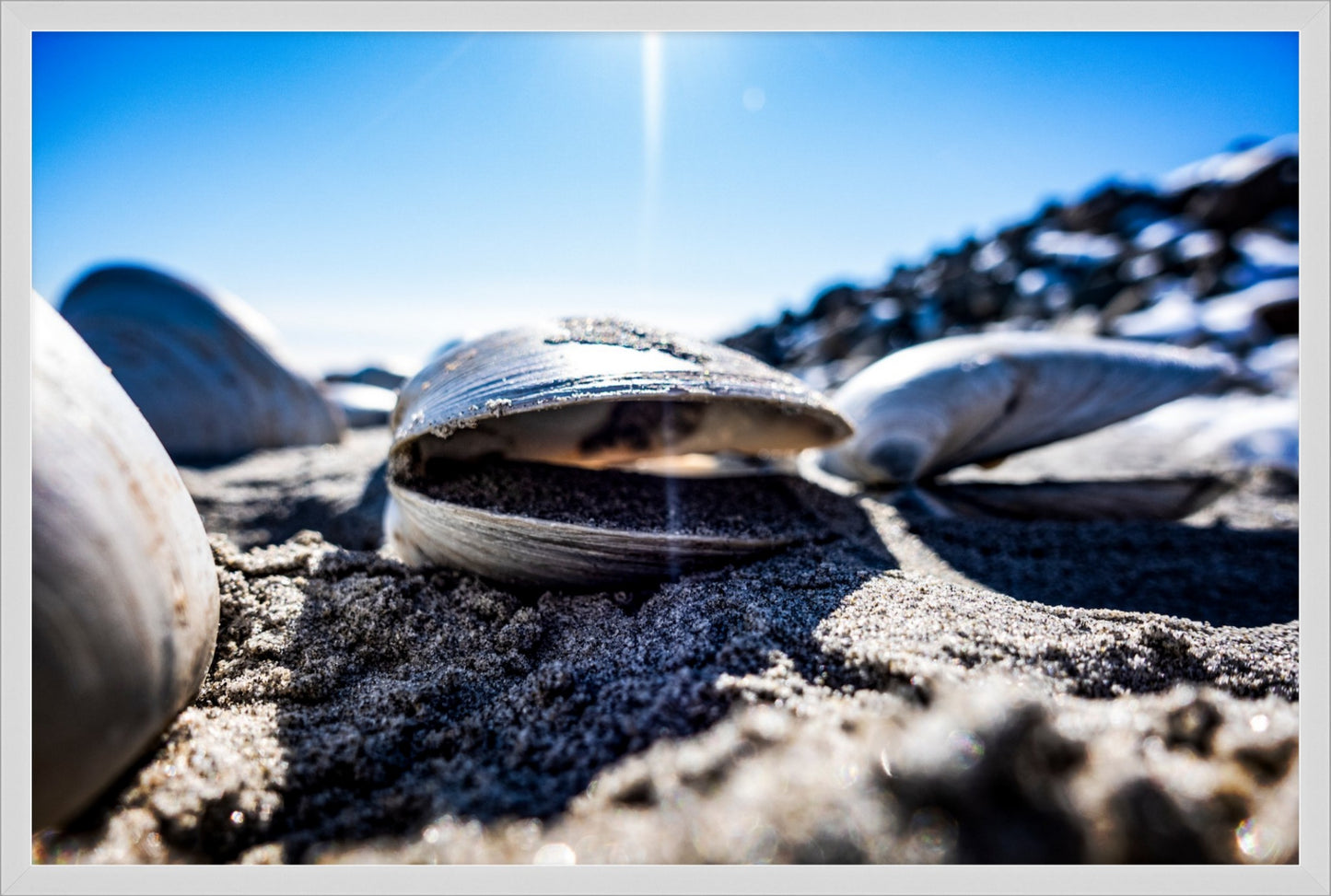 Beach Clam After the Storm Too