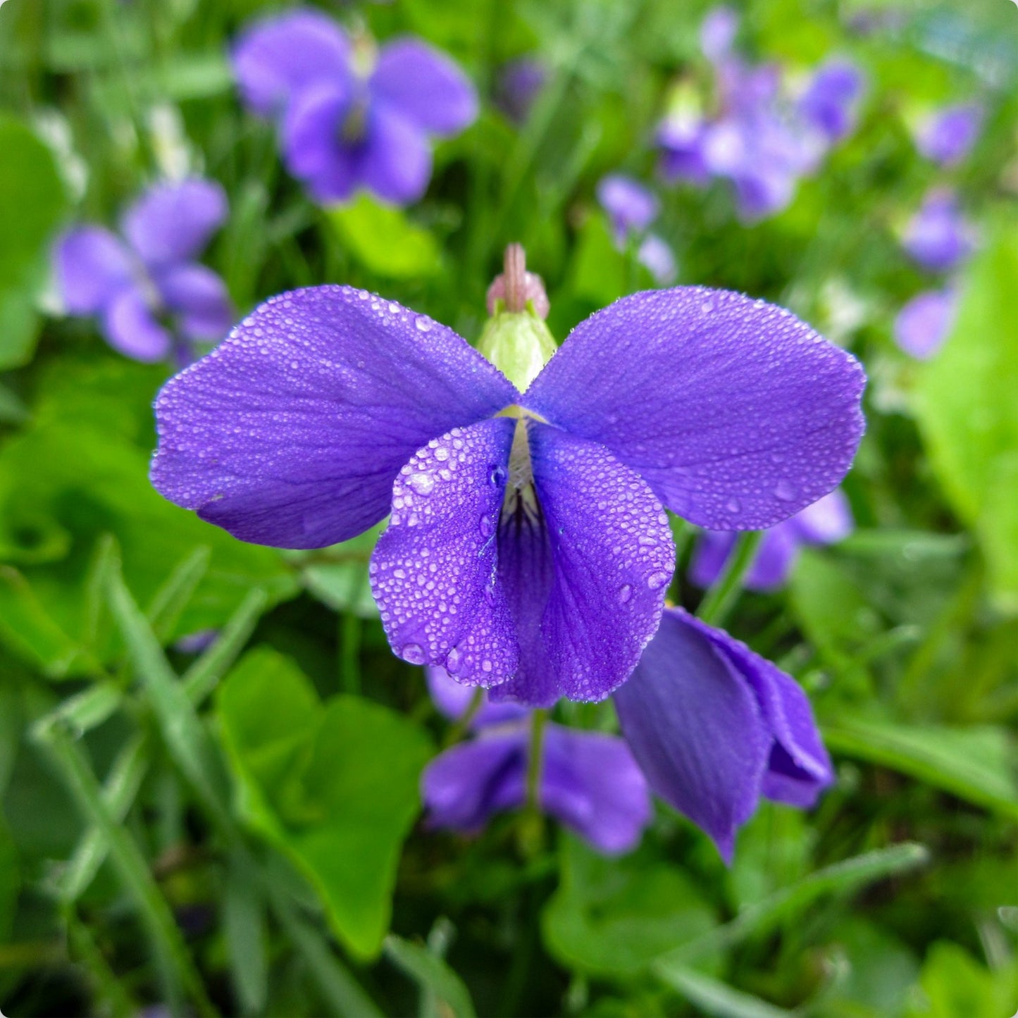 Violet