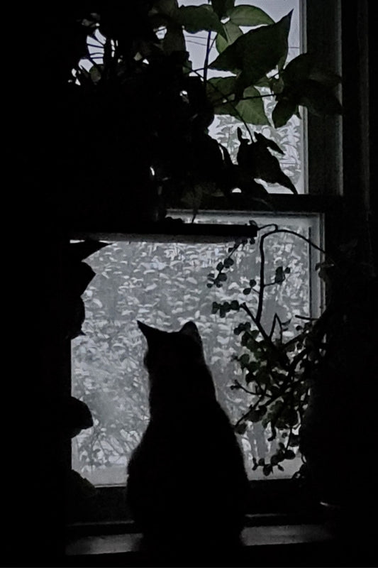 Cat in the Window Shadow - Silhouette