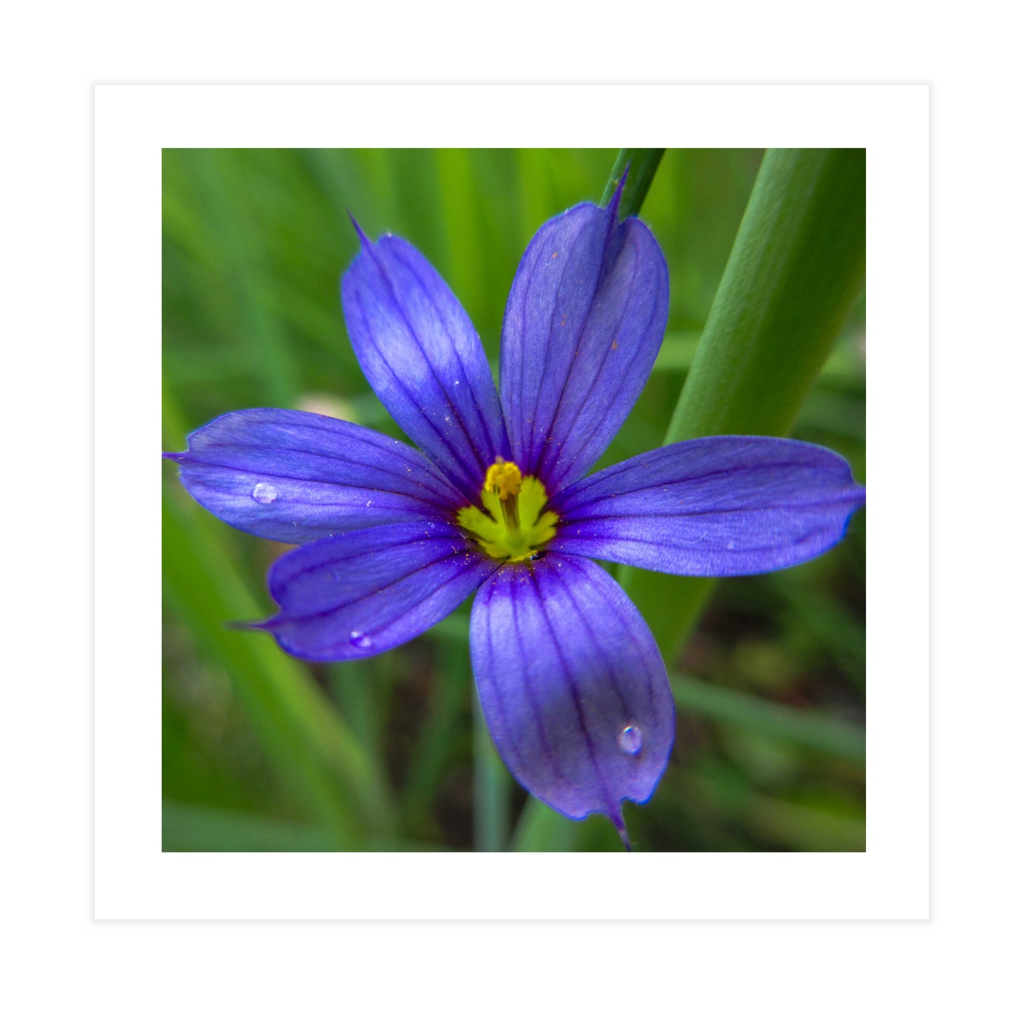 Blue Eyed Grass Blossom Tile