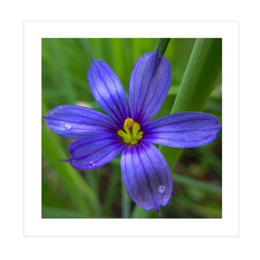 Blue Eyed Grass Blossom Tile