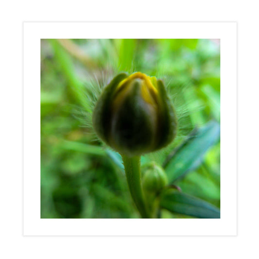 Budding Blossom Tile